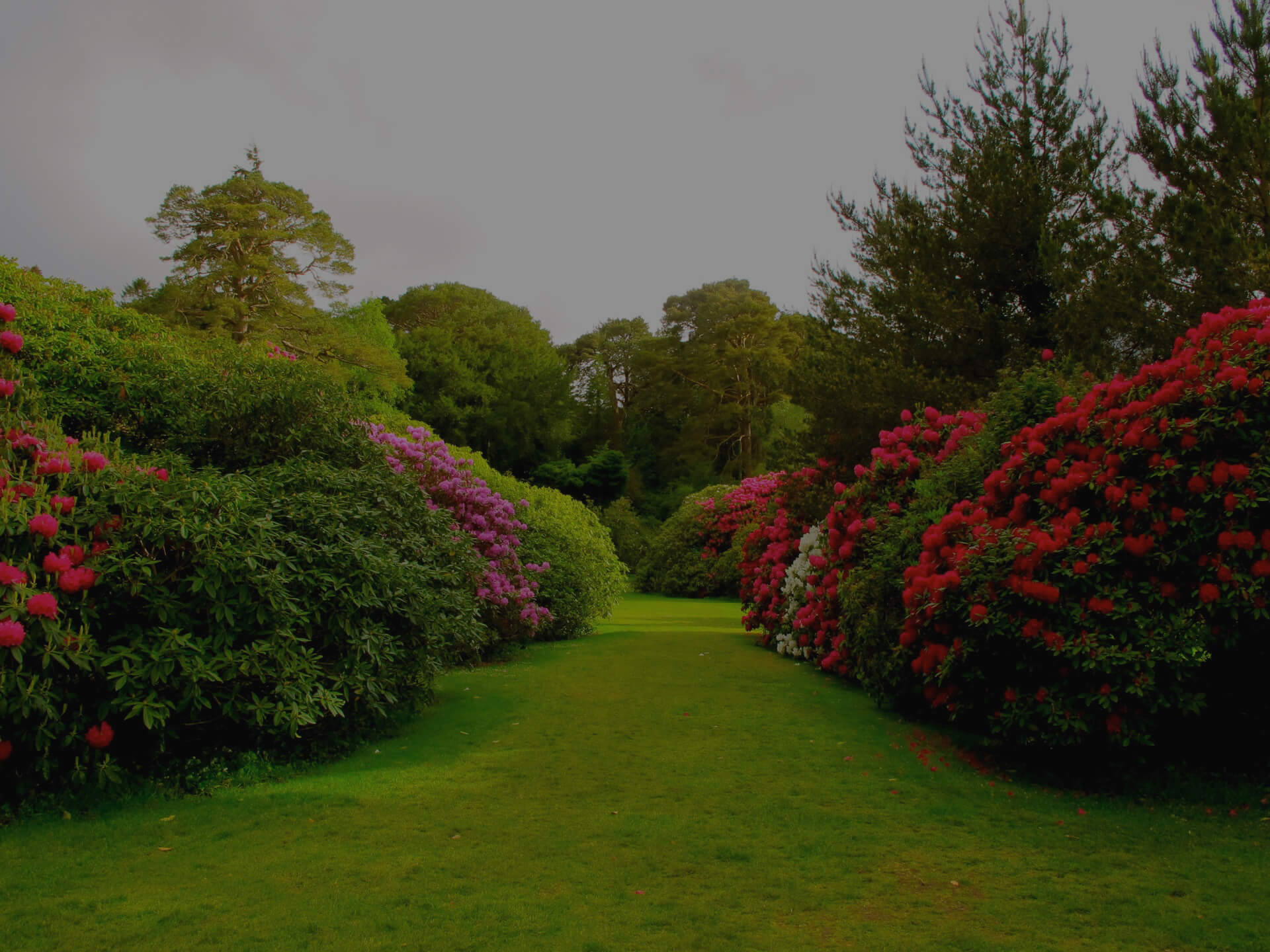 Професионални градински услуги
