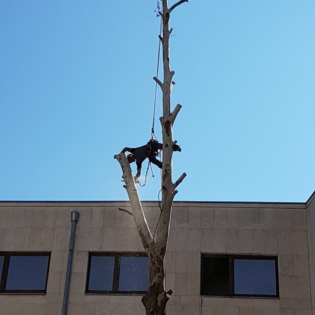 Арборизъм процес