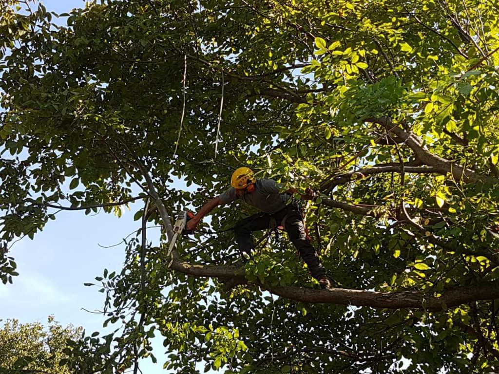 Арборизъм проект