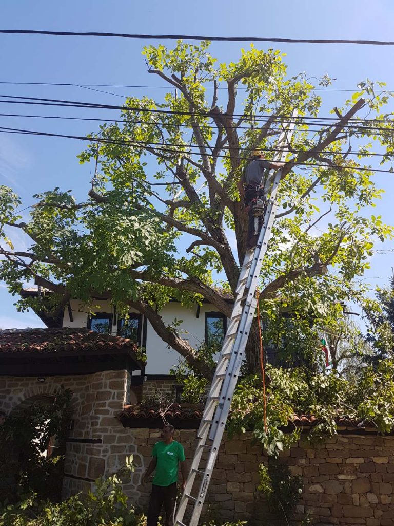 Арборизъм проект