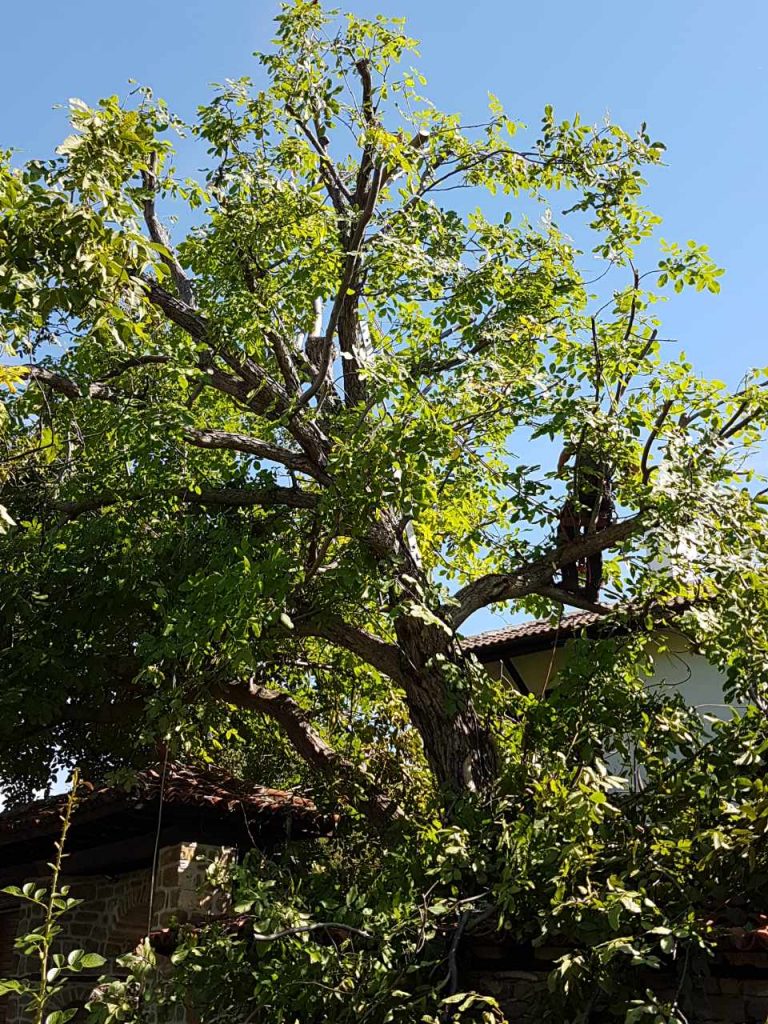 Арборизъм проект