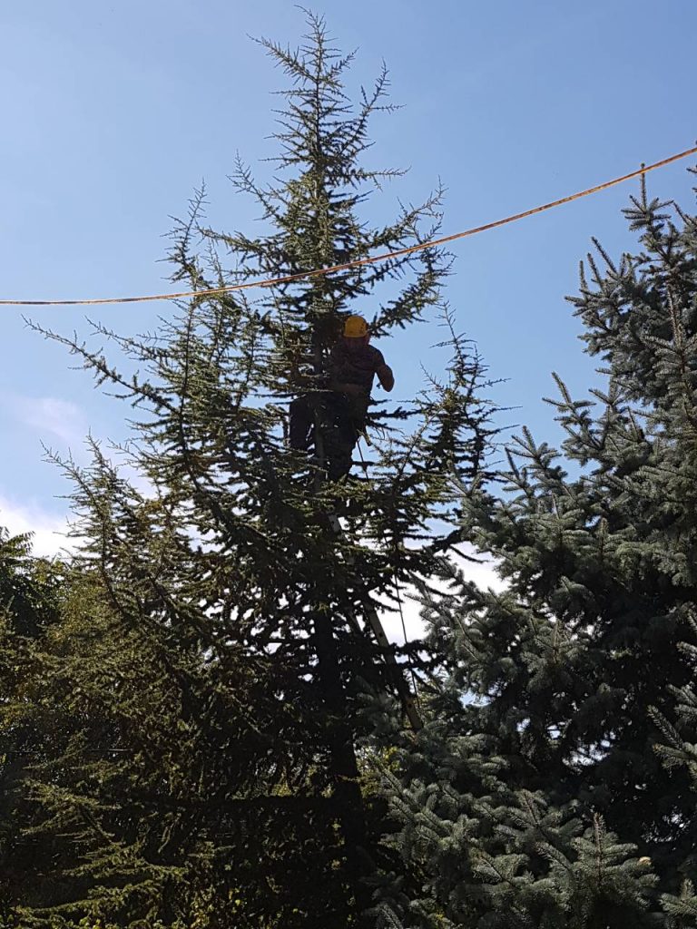 Подрязване на дървета